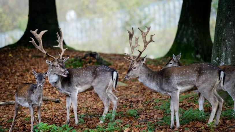 Deer in the Deer Park in Nørreskoven Forest on an autumn day