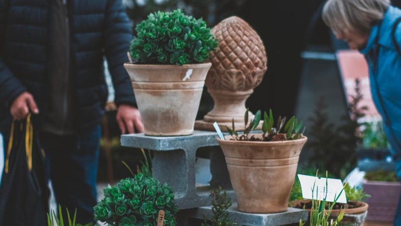 Flowers for the spring market at Tinnetgaard