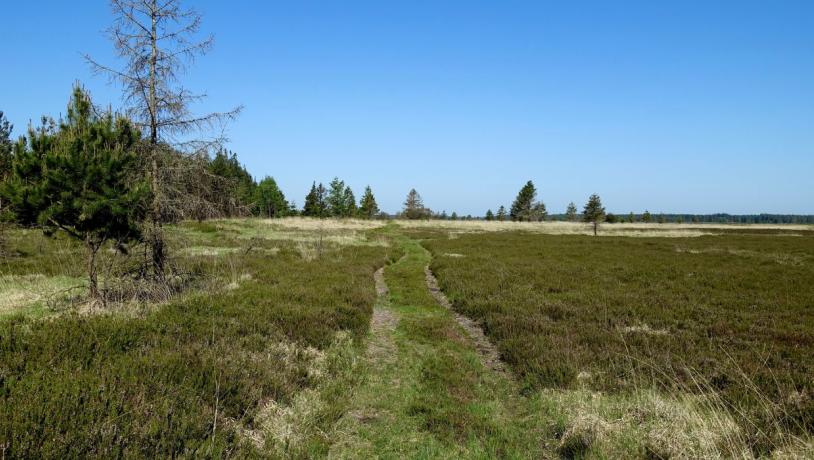 Hiking route at Randbøl Heath