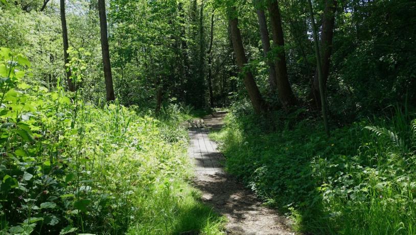 Walk along the Kærlighedsstien in Børkop in the summer