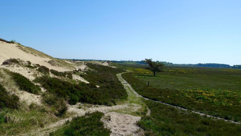 View at Randbøl Heath