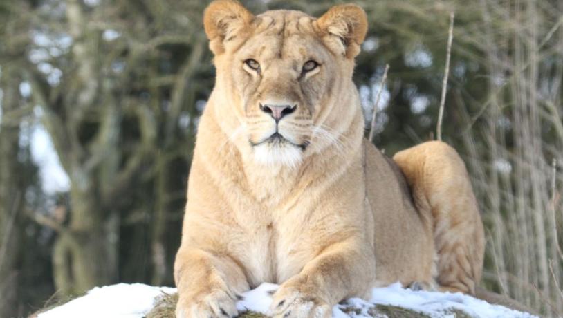 Vinterferie i Givskud Zoo - løve ligger og slapper i sneen