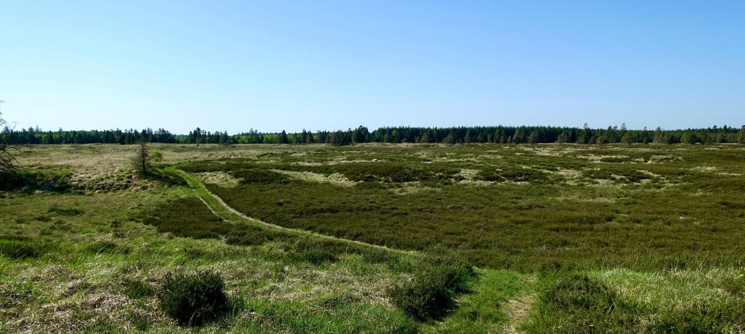 Hiking route at Randbøl Heath