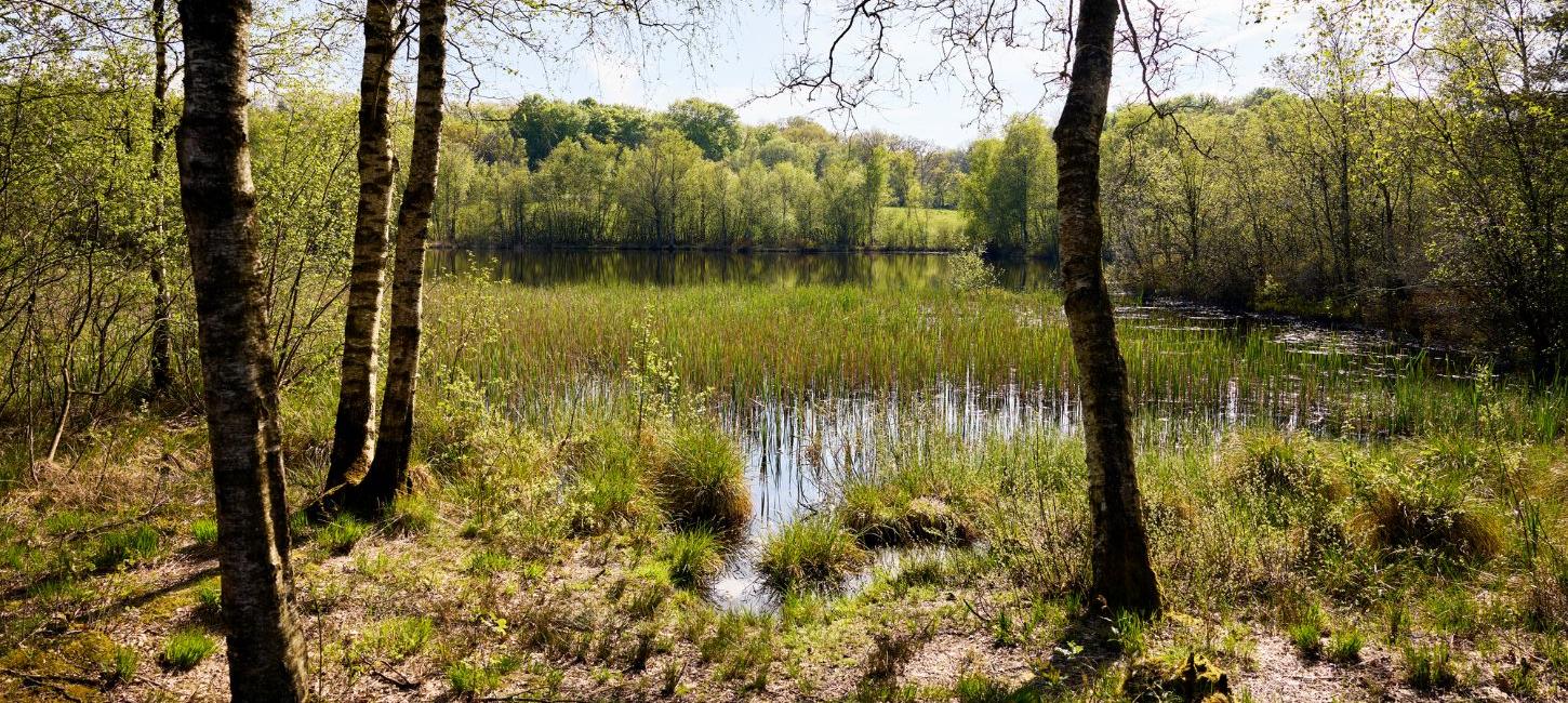 Naturen ved Gudenåens og Skjern Ås udspring