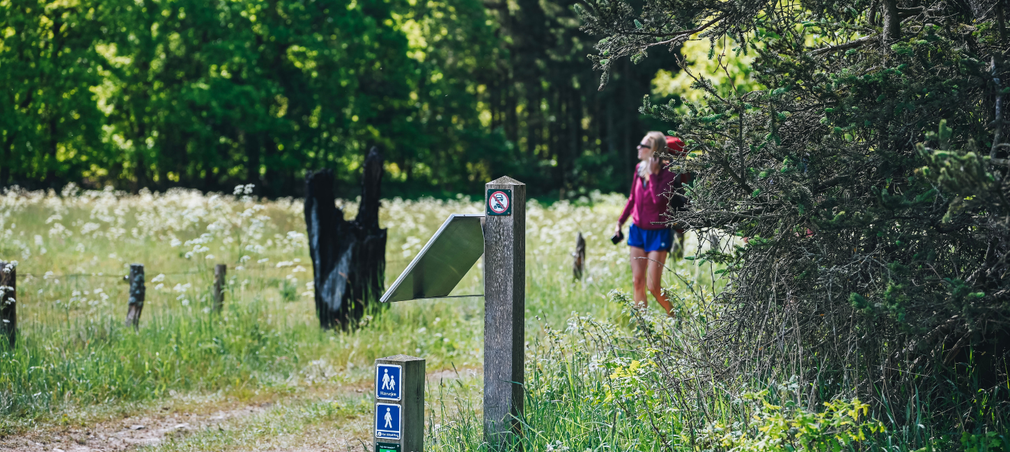 Woman hiking on the Hærvejen on a summer day