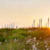 Jelling monumentområde med palisaderne ved solnedgang