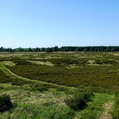 Hiking route at Randbøl Heath