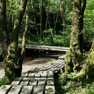 Hike along the Grejsdalstien through Brandbjerg Sønderskov