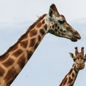 Two giraffes in GIVSKUD ZOO