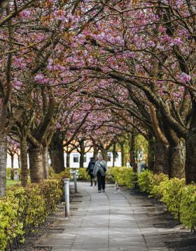 The cherry trees by the Boulevarden bloom in the spring