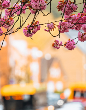 Cherry blossoms on Vardevej by the Boulevard with traffic in the background